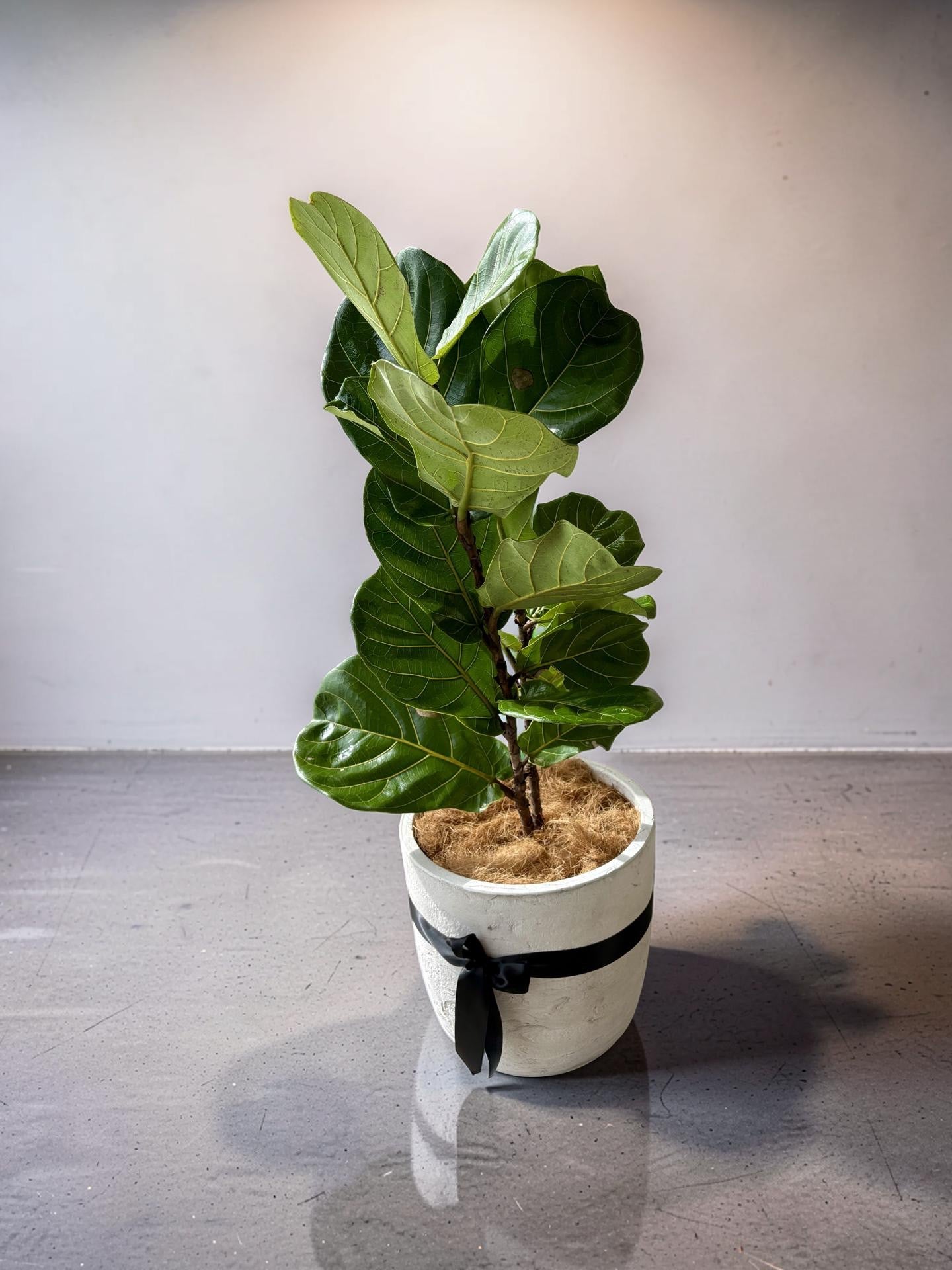 Fiddle Leaf Fig