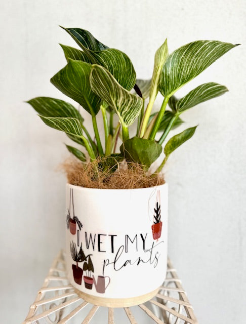 A ceramic planter with the phrase 'I Wet My Plants' written on it, containing soil and a green Philodendron Birkin plant, displayed on a white stand.