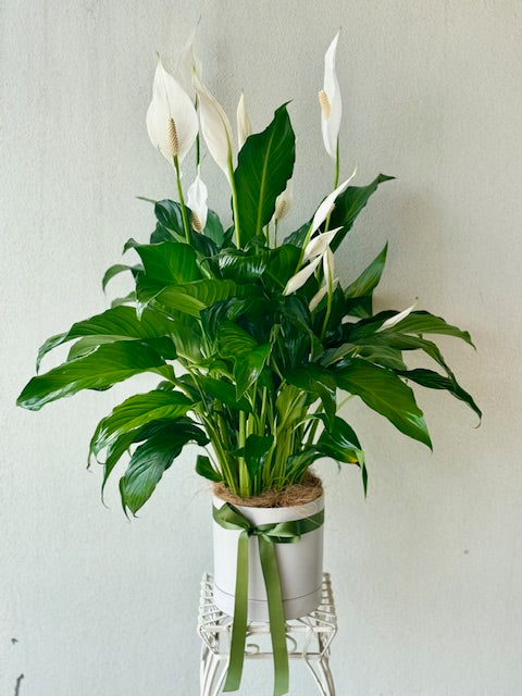 A peace lily plant with large green leaves and elegant white blooms, potted in a white ceramic pot.