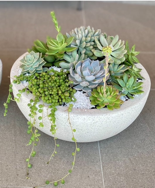 A variety of succulent plants arranged in a round white terrazzo bowl, placed on a tiled floor.