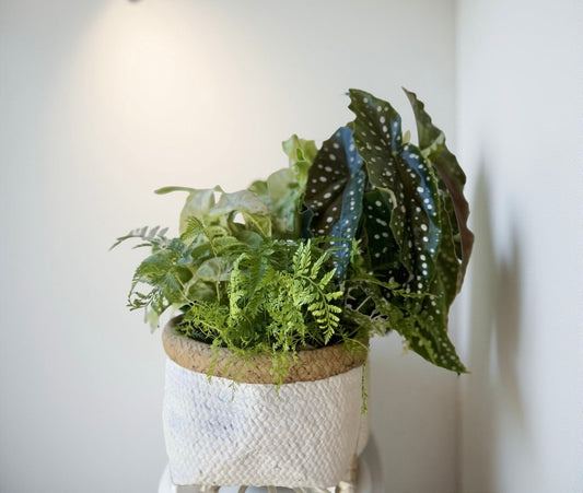 A potted plant with green foliage, including delicate ferns and spotted begonias, in a chic cement pot with a basket-weave texture.