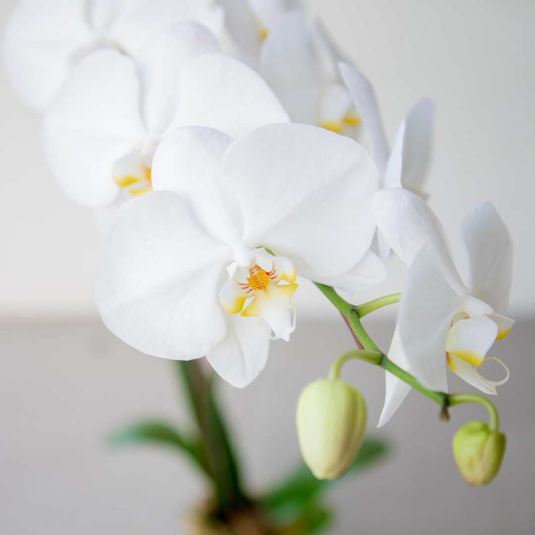 A close-up image of a Phalaenopsis Orchid with white petals and a green stem, presented in a ceramic pot.