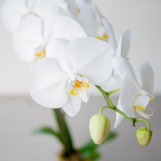 A close-up image of a Phalaenopsis Orchid with white petals and a green stem, presented in a ceramic pot.