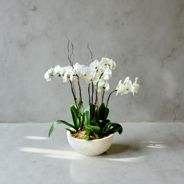 A sophisticated floral arrangement featuring white phalaenopsis orchids in a modern, minimalist bowl against a neutral background.