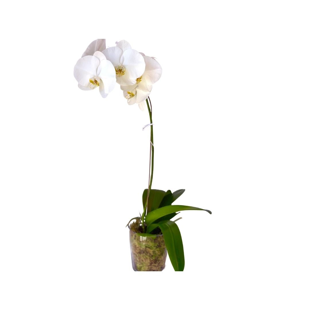 Phalaenopsis Orchid Presentation