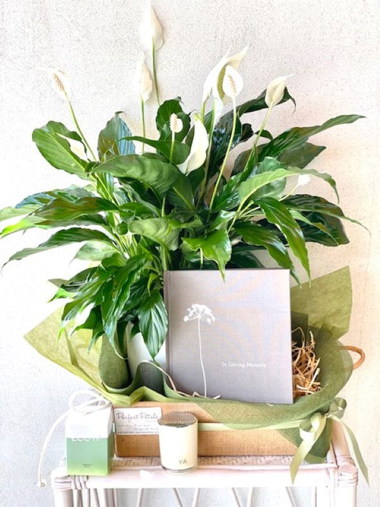 condolence gift of peace lily, Ecoya scented candle and In Loving Memory book.