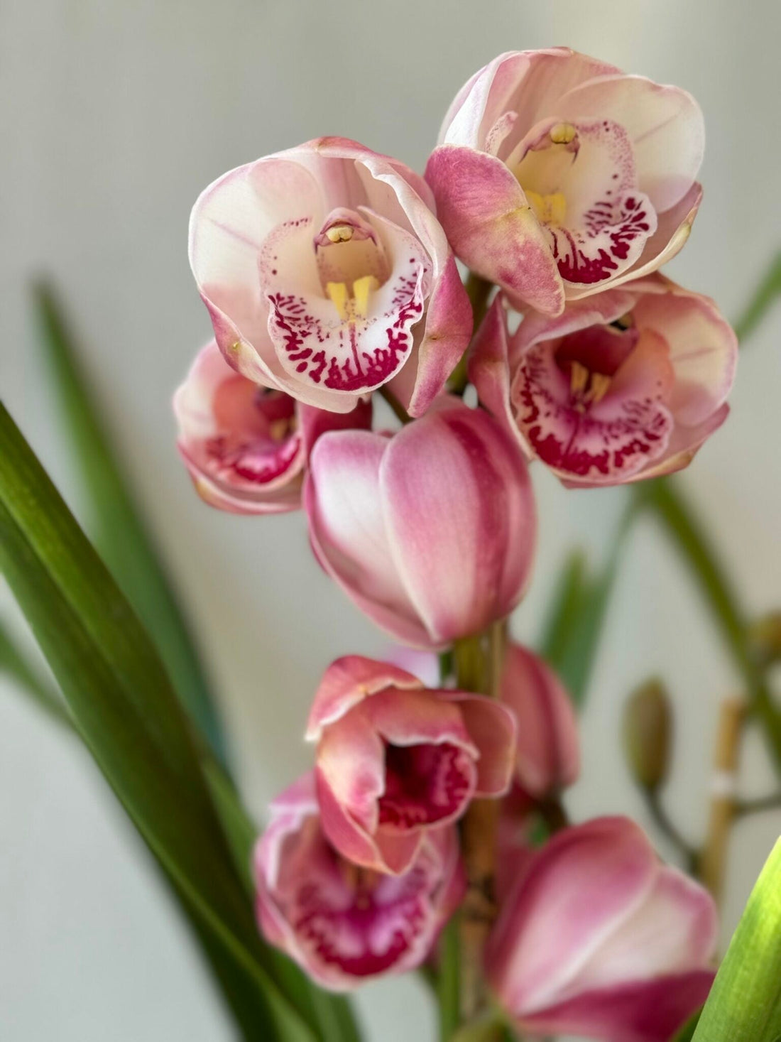 Cymbidium Orchid Plants: The Perfect Gift