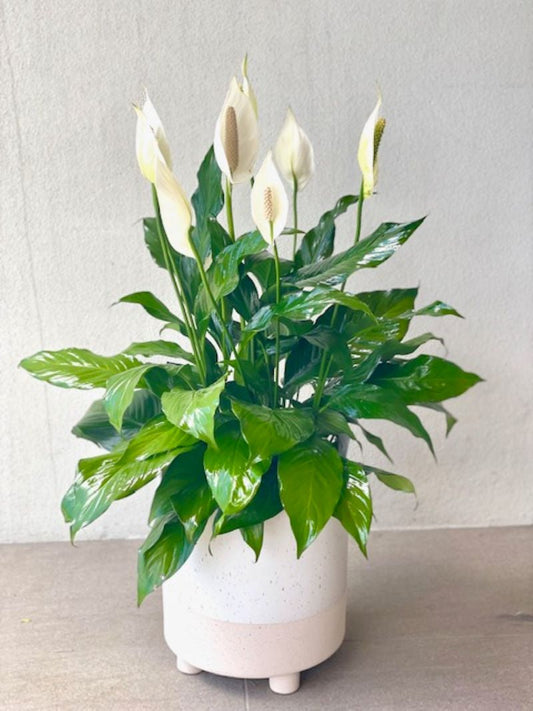 Reasons and Seasons - the Peace Lily