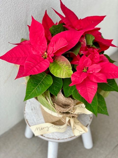 Perfect Poinsettias - sending Christmas cheer!