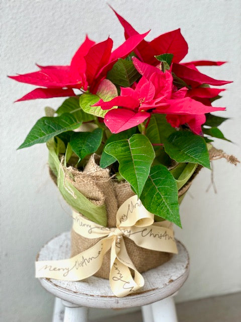 Why do we gift Poinsettias at Christmas?