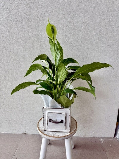 Urban Jungle Peace Lily Gift Hamper with ECOYA Candle & Plant Book