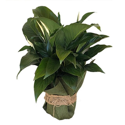 Peace Lily Plant