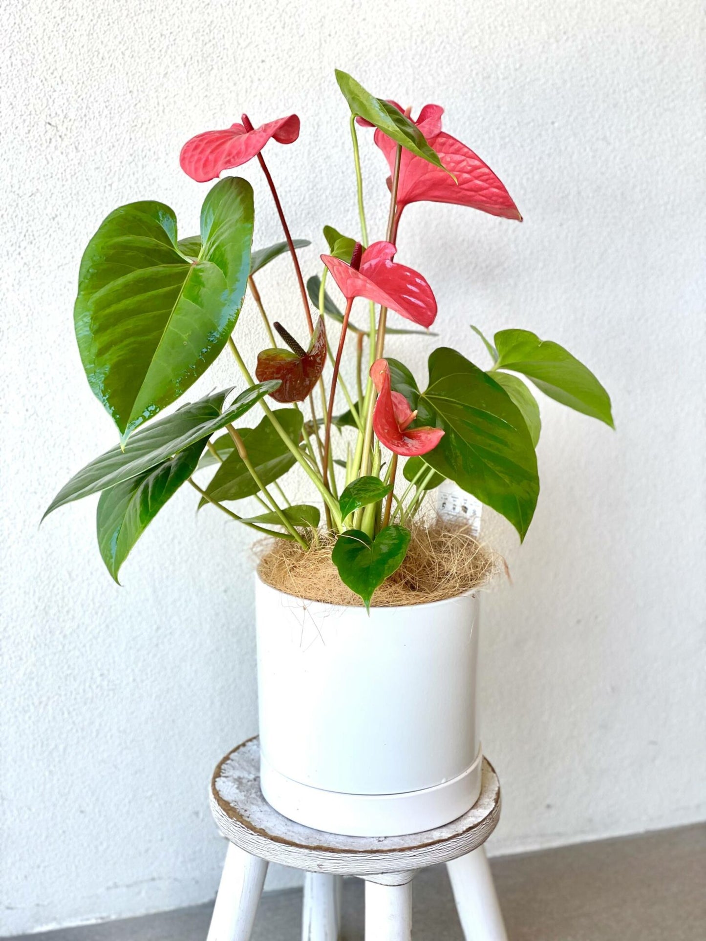 Laceleaf Anthurium