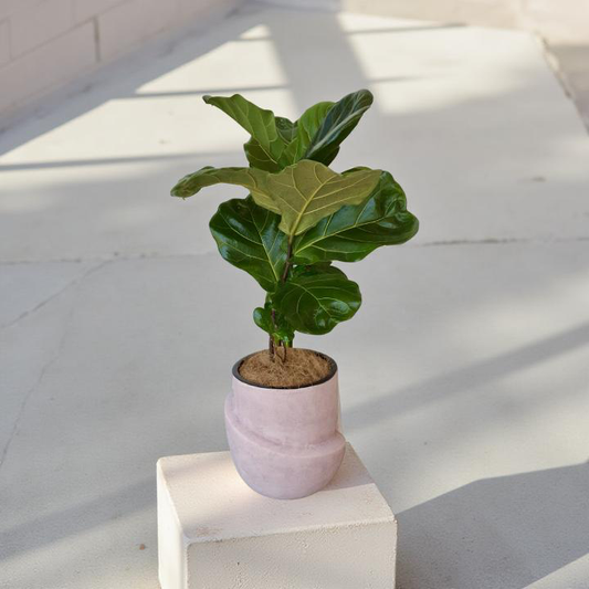 Potted fiddle leaf fig plant on a white pedestal with a light background