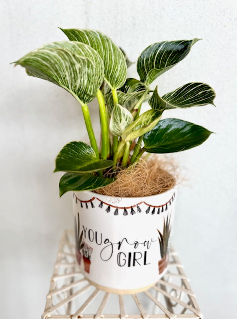You Grow Girl