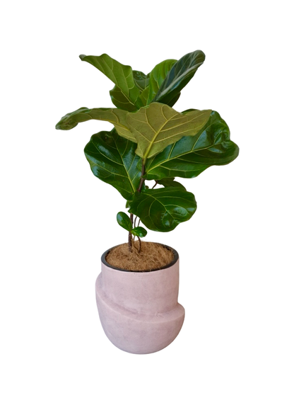 Fiddle Leaf Fig