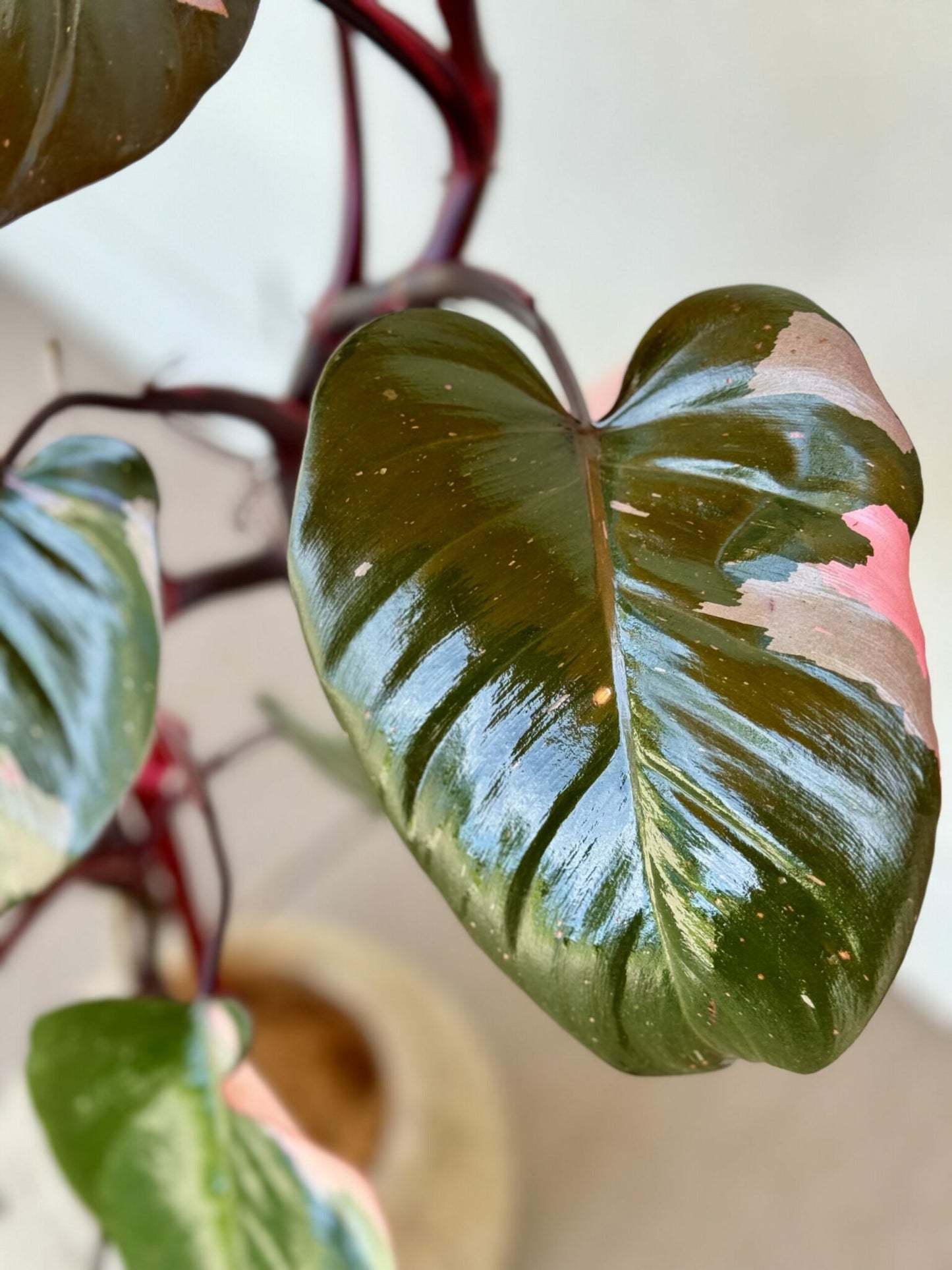 Blushing Philodendron