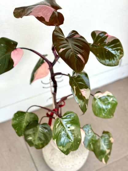 Blushing Philodendron