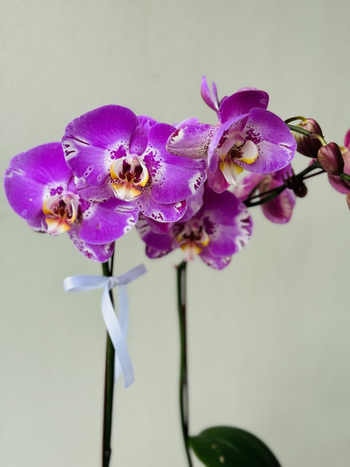 Orchid Lovers Delight