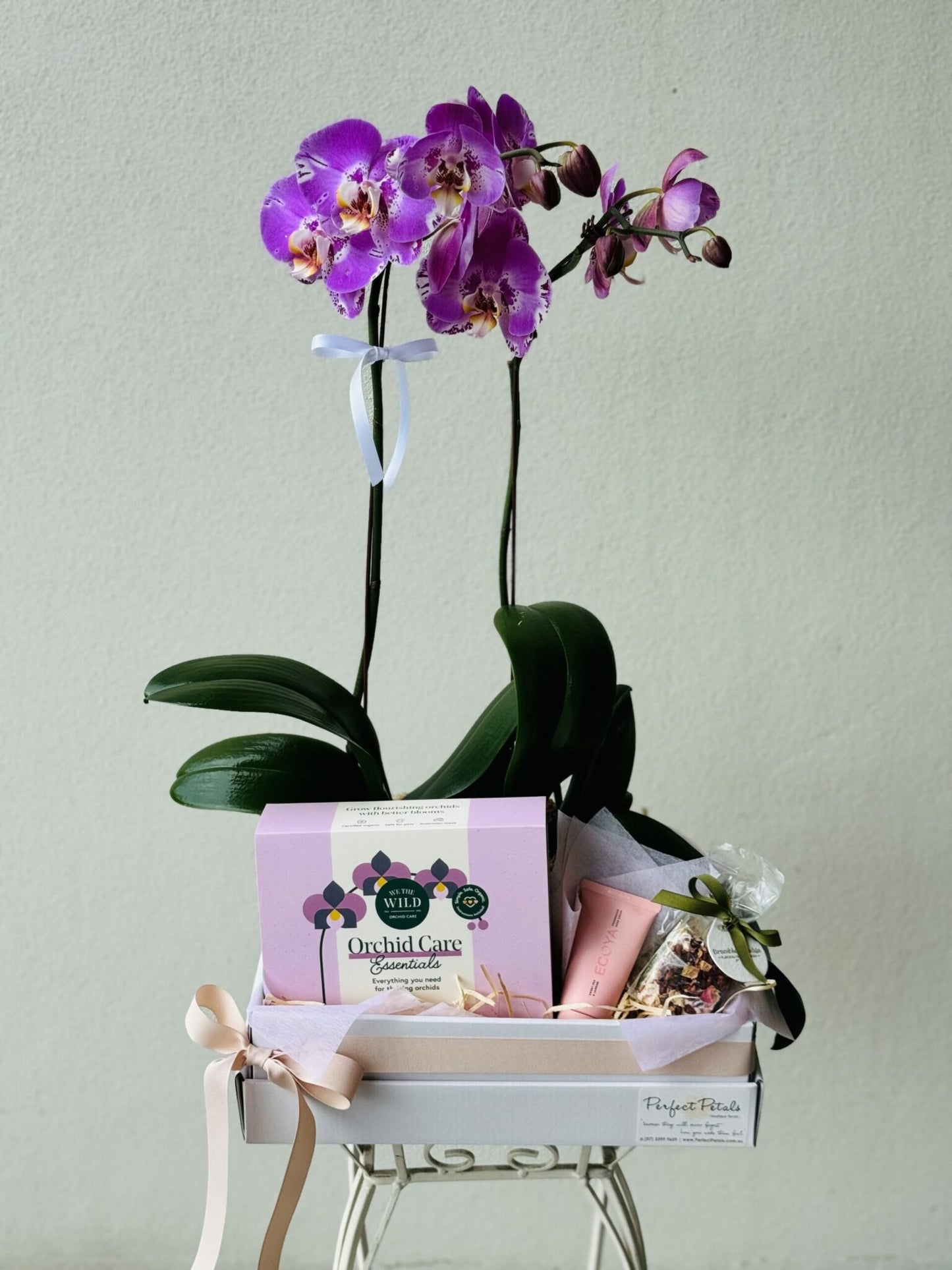 Orchid Lovers Delight