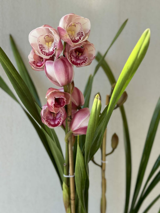 Cymbidium Orchid Plant
