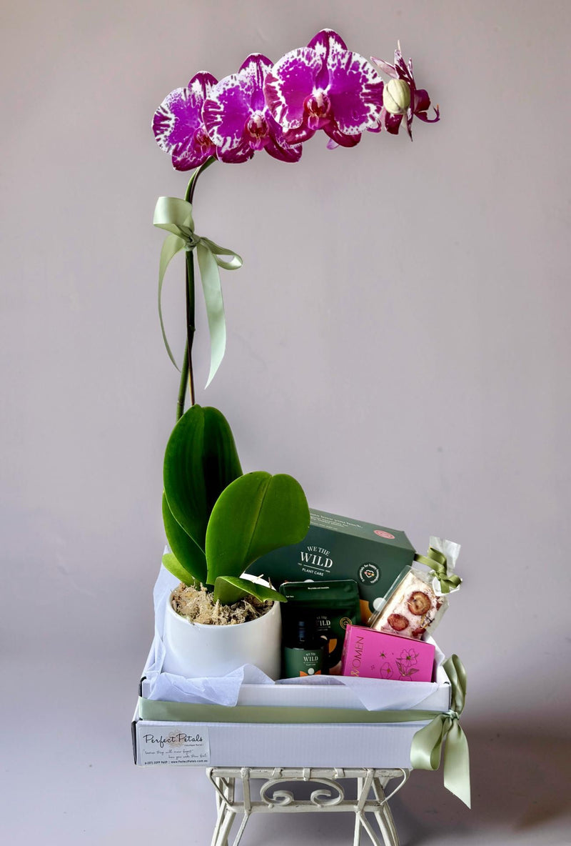 Orchid Lovers Delight