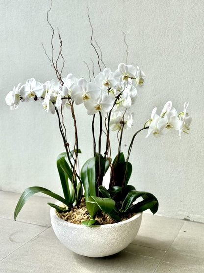 Phalaenopsis Orchid Presentation