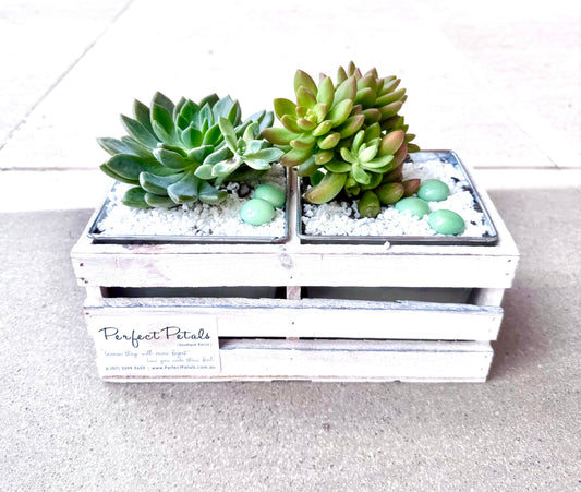 Living Luxe Succulent Crate