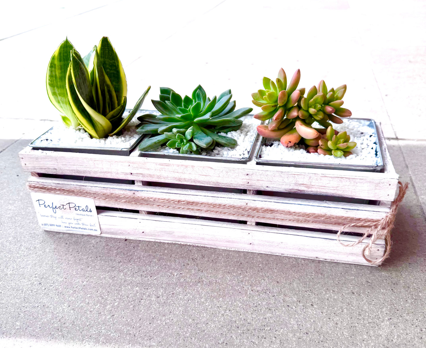 Living Luxe Succulent Crate