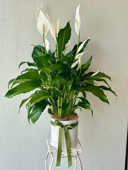 Peace Lily Plant