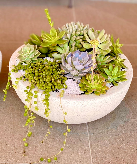 Serene Succulent Oasis