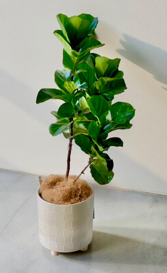 Fiddle Leaf Fig