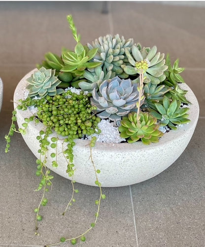 Serene Succulent Oasis