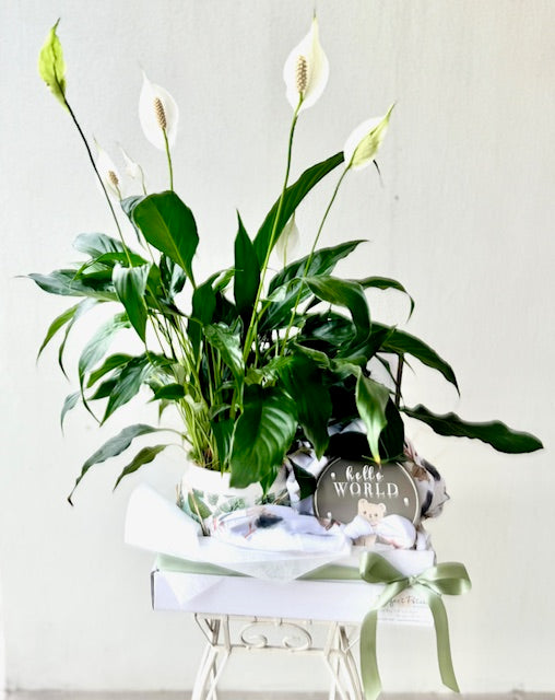 A baby hamper featuring a lush Peace Lily in a ceramic planter, accompanied by a 'Hello World' baby gift set with a swaddle, hat, and wooden milestone disc, all presented in a white hamper box with tissue and ribbon.