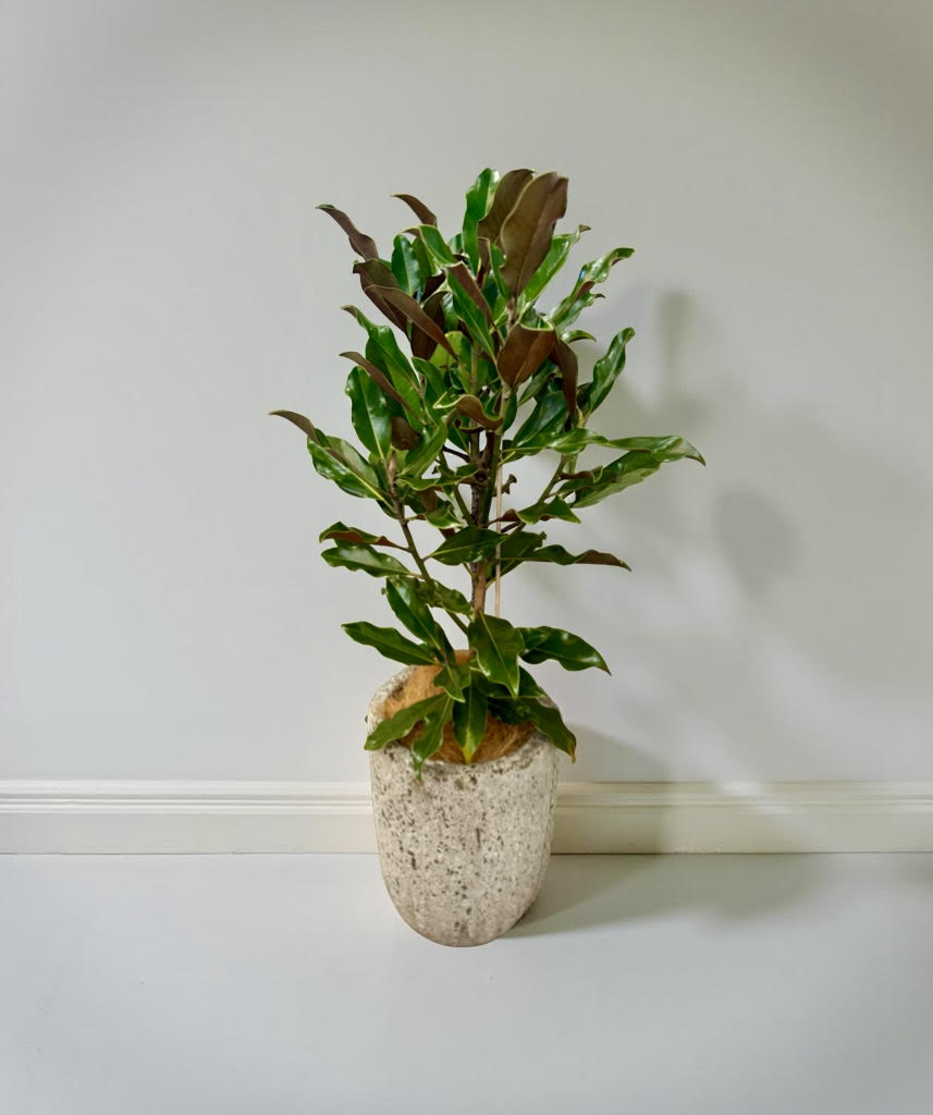 Magnolia Grace – Kay Parris Magnolia in Stone Pot