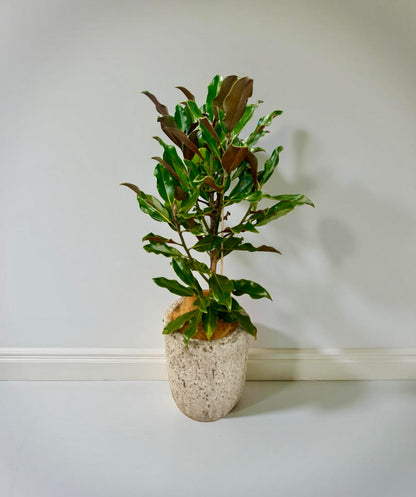 Magnolia Grace – Kay Parris Magnolia in Stone Pot