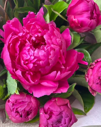 pink peonies