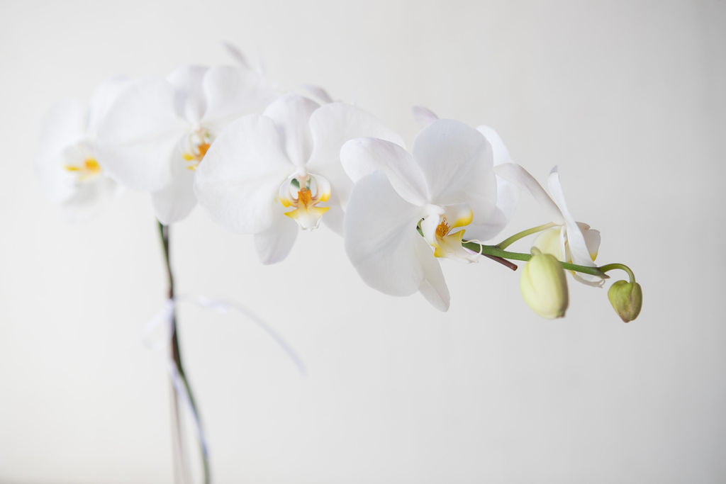 Phalaenopsis Orchid Presentation