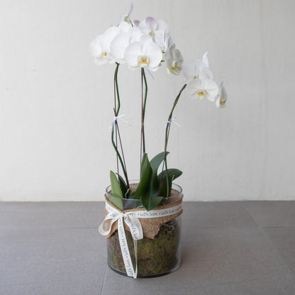 Phalaenopsis Orchid Presentation