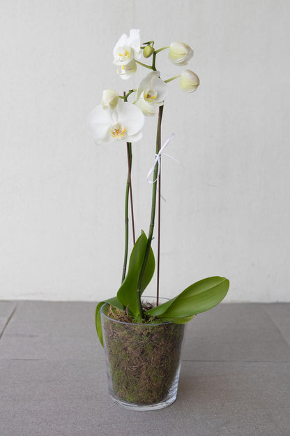 Phalaenopsis Orchid Presentation