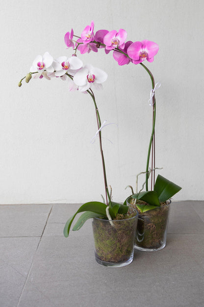 Phalaenopsis Orchid Presentation