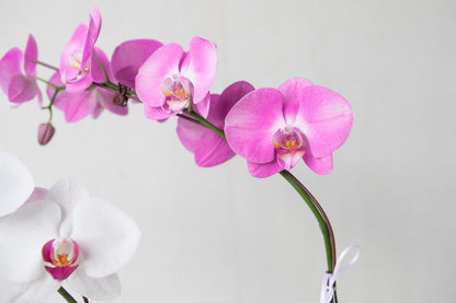 Phalaenopsis Orchid Presentation