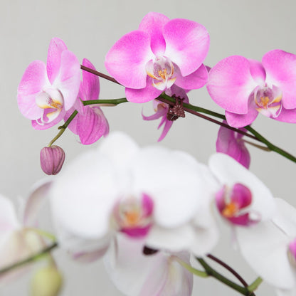 Phalaenopsis Orchid Presentation