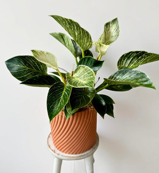 Philodendron Birkin in a textured terracotta designer pot – stylish indoor plant for home or office décor.

