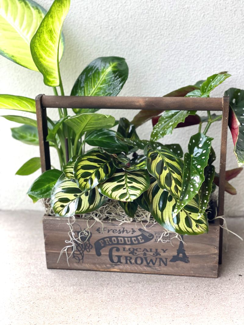 A wooden crate planter filled with green and variegated ferns, decorated with Spanish Moss, placed on a concrete surface.
