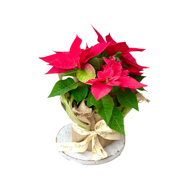Perfect Poinsettia