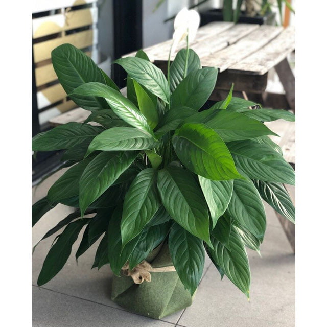 Peace Lily Plant