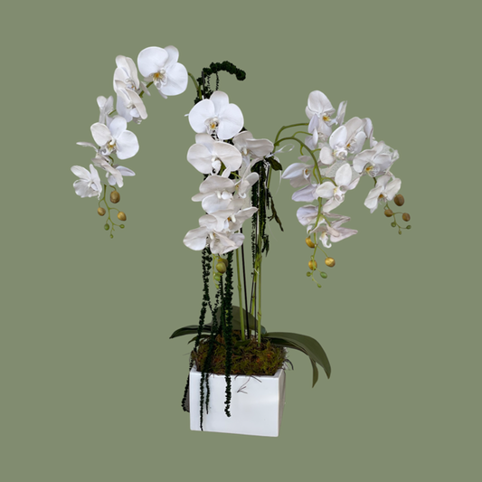 Forever Phalaenopsis Petite