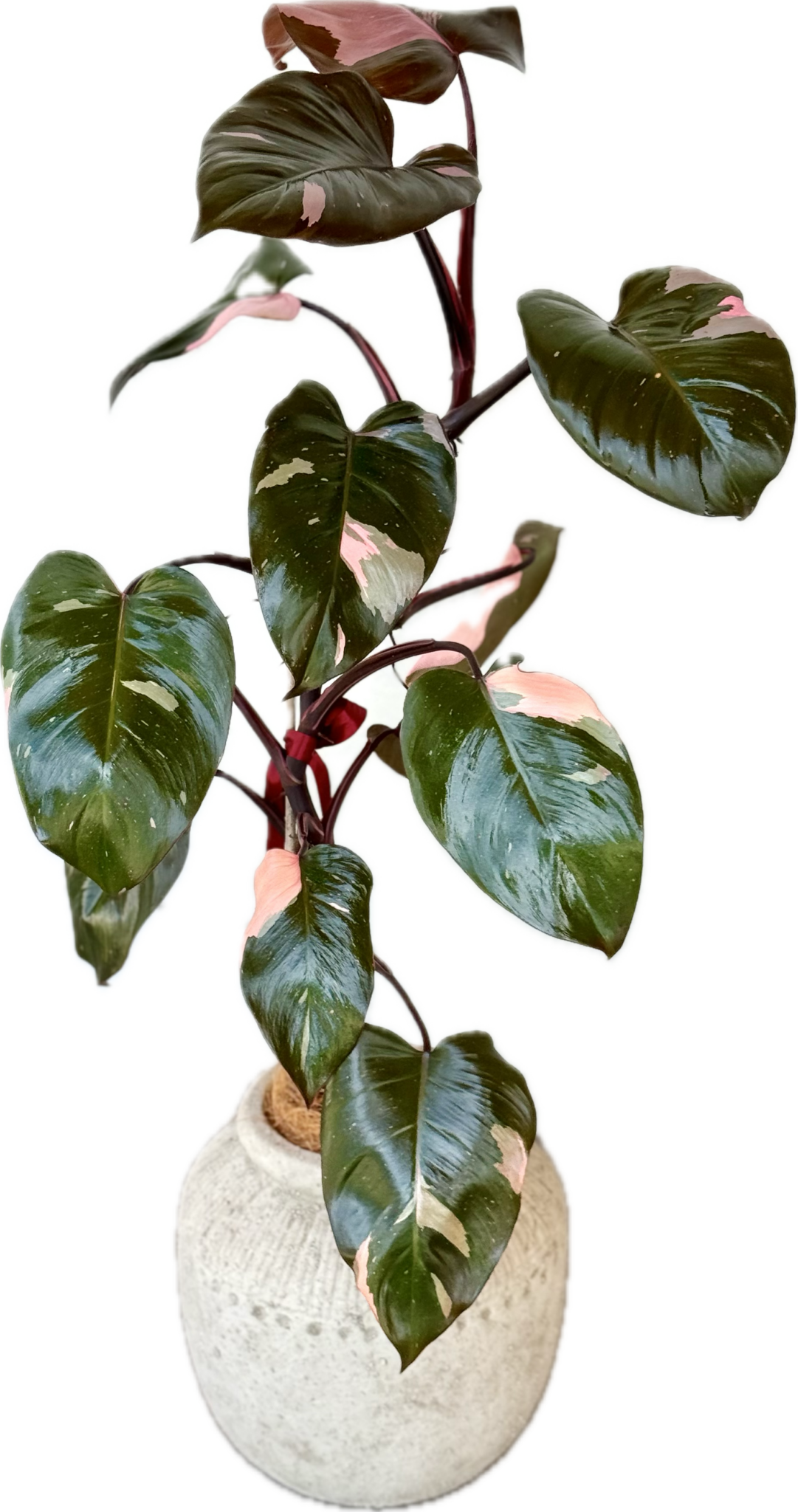 Blushing Philodendron