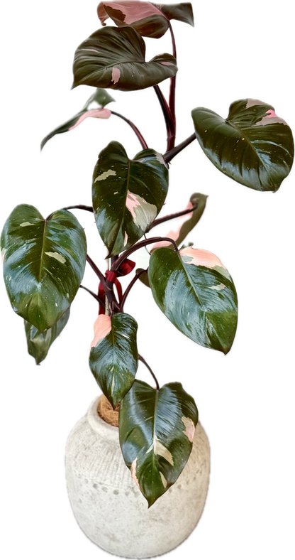 Blushing Philodendron